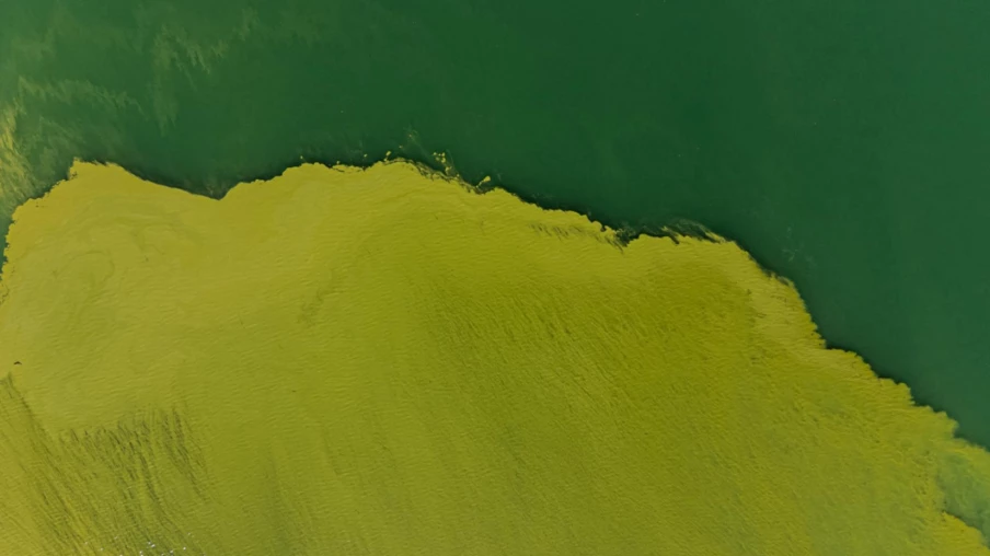 Algues bleues dans le lac de Lugano : baignade déconseillée