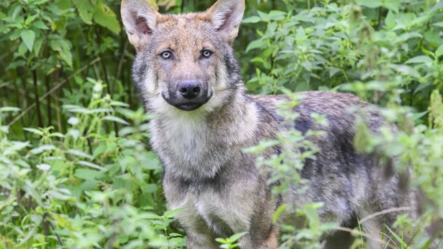 Un loup probablement braconné retrouvé mort à Poschiavo (Grisons)