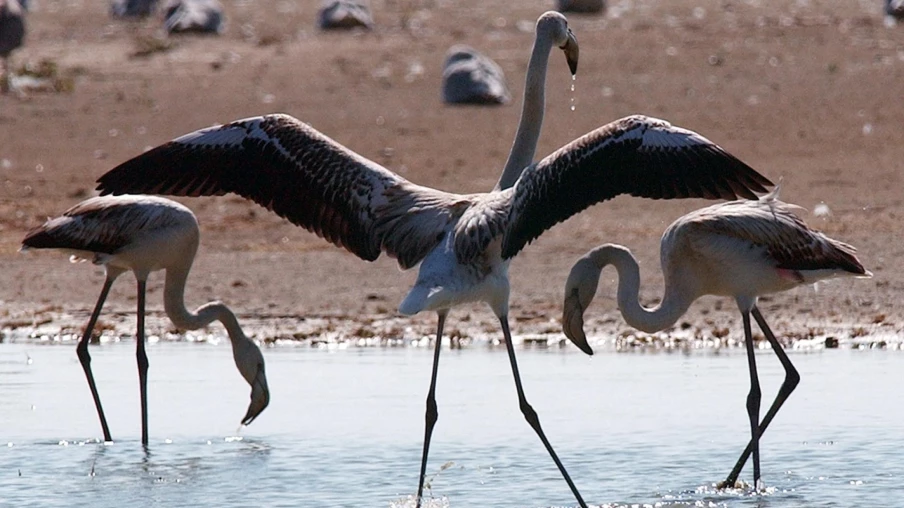 Flamants roses migrateurs : vieillissement plus lent et vie prolongée