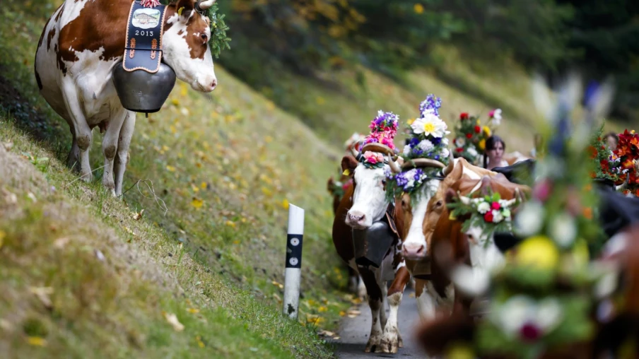 Dermatose nodulaire contagieuse: désalpes annulées ou sans vaches