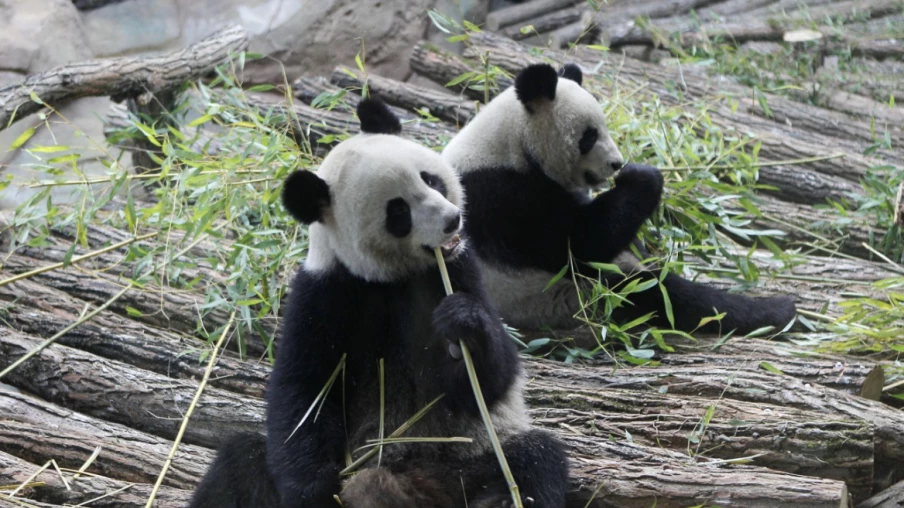 Zoo de Beauval: pandas rentrent en Chine pour insuffisance rénale