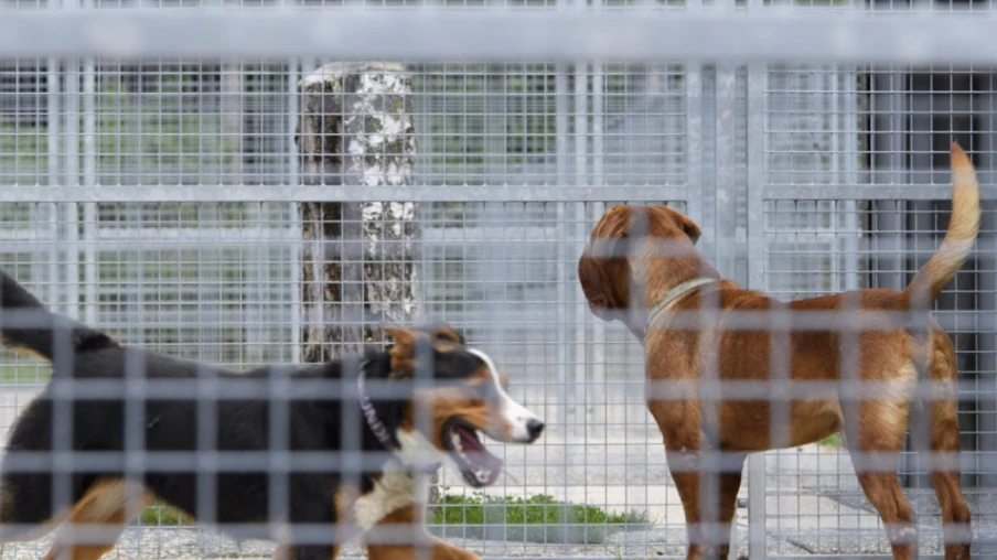 Adoption en refuge en Suisse: 46% veulent une garantie retour