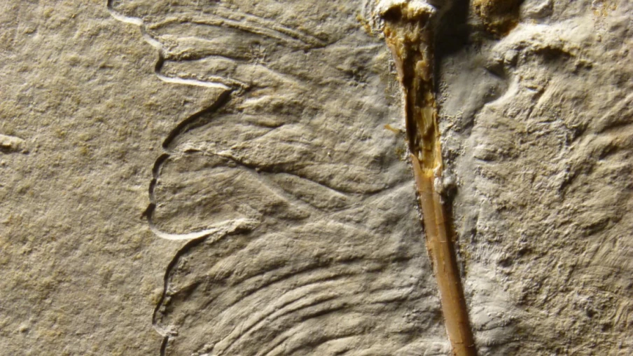 L'Archaeoptéryx possédait des plumes essentielles au vol