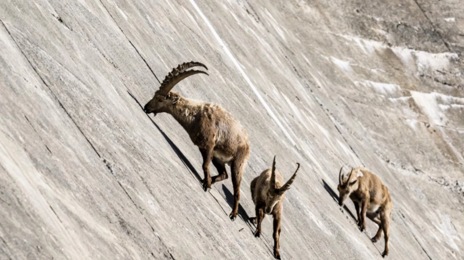 Barrage de Salanfe (VS): les bouquetins jouent les funambules