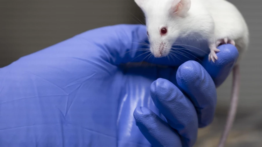 Le Conseil fédéral rejette une initiative anti-expérimentation animale