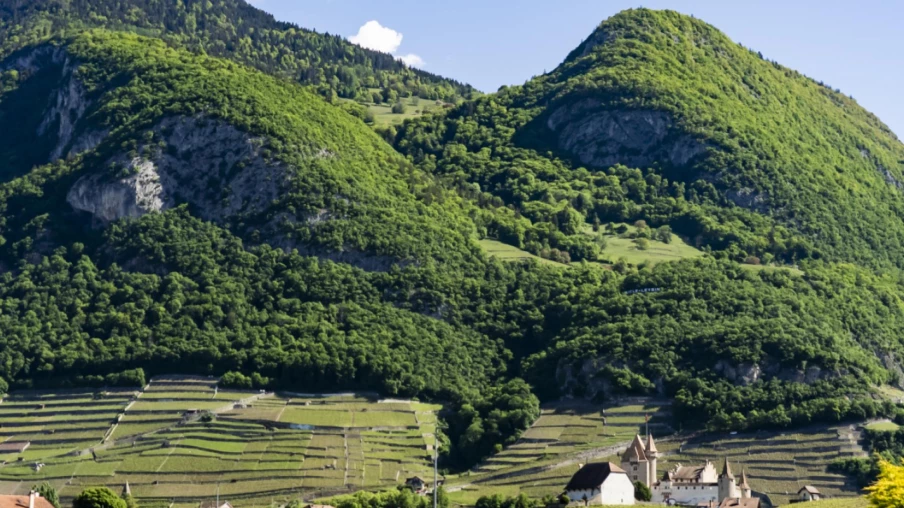 Le vignoble Aigle les Murailles recrée des habitats pour le lézard vert