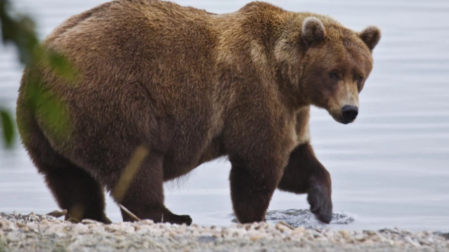 Japon : recrudescence des attaques d'ours, sept morts cette année