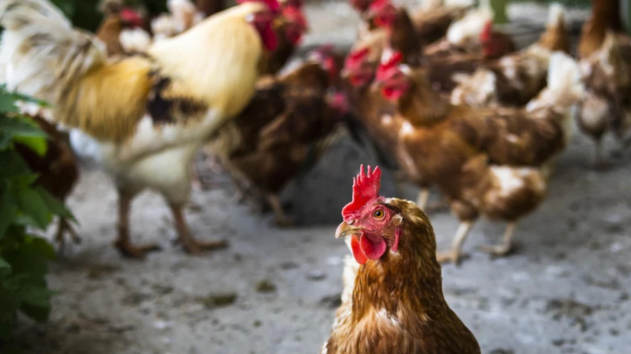 Ferme urbaine à Thônex : animaux, ateliers et développement durable