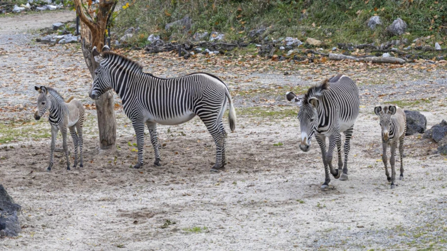 Deux premiers zèbres de Grévy nés au zoo de Zurich