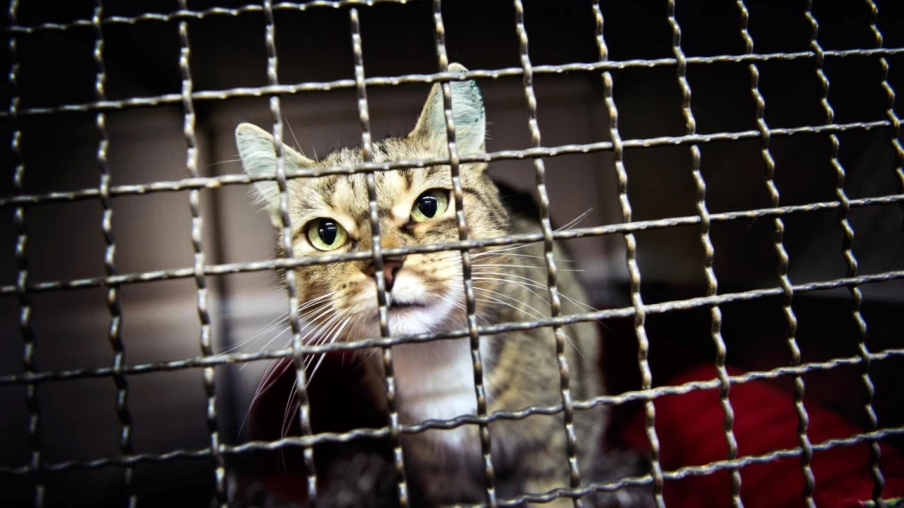 La PSA alerte: hausse des abandons d'animaux (chiens, chats, poissons)