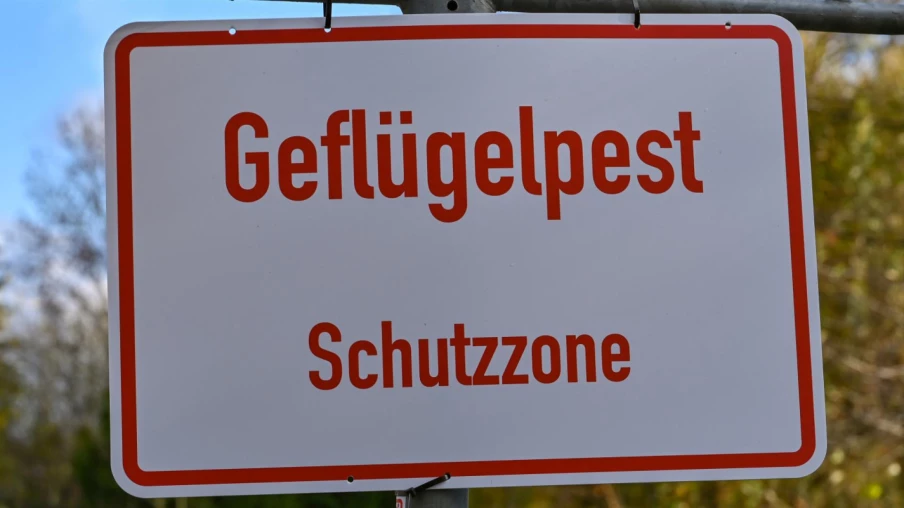 La Confédération reste vigilante face à la grippe aviaire en Suisse