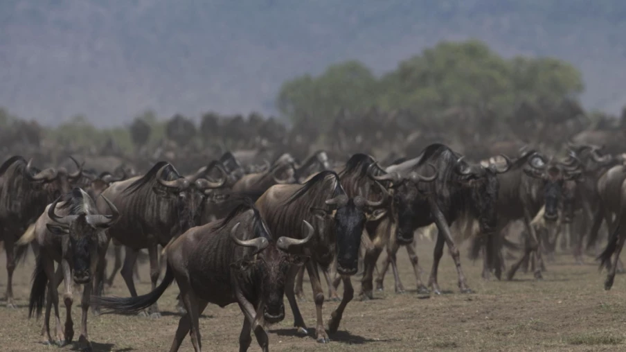 La marche humaine dépasse la biomasse mobile des animaux terrestres