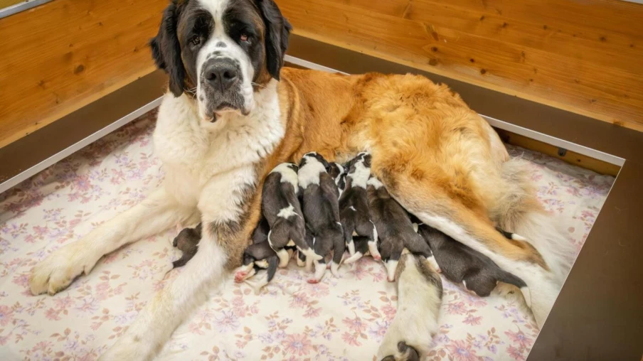 Onze chiots Saint-Bernard nés à la Fondation Barry de Martigny