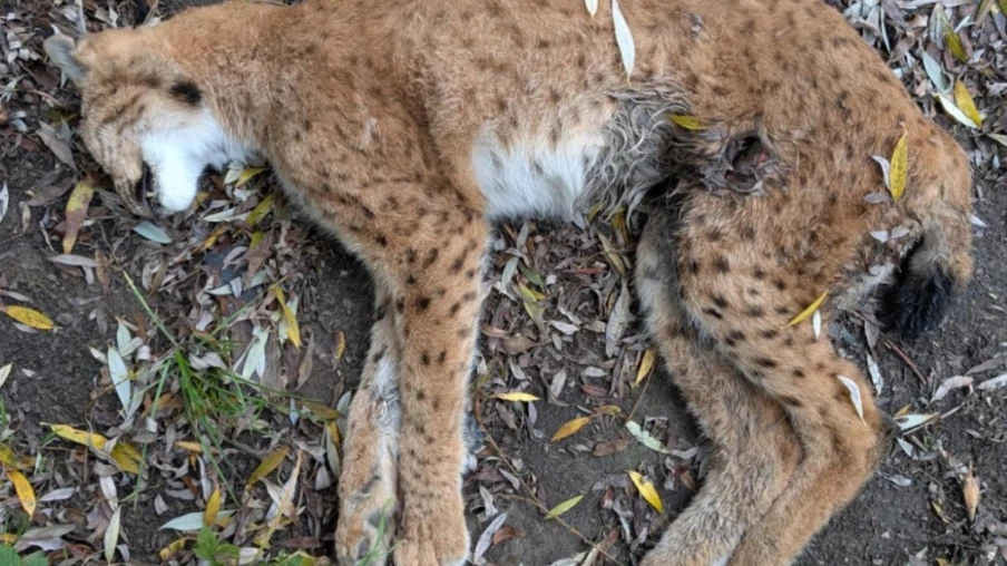 Braconnage d'une femelle lynx à La Roche (Gruyère) : appel à témoins