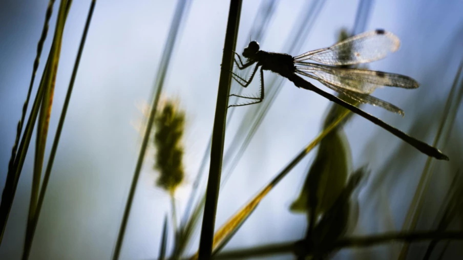 Bienne rejoint la plateforme 'Redonner vie' pour la biodiversité urbaine
