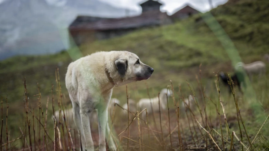 Loup: la Suisse à nouveau réprimandée par la Convention de Berne