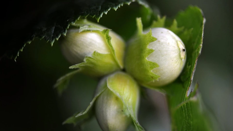 La Turquie oblige Ferrero à acheter 30 000 tonnes de noisettes