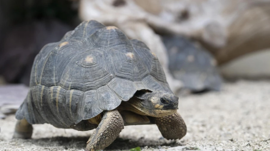 Trois espèces de tortues menacées sont arrivées au zoo de Zurich Trois espèces de tortues menacées sont arrivées au zoo de Zurich