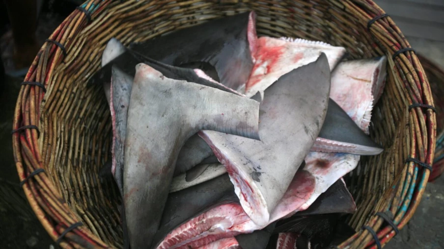 Pérou : saisie de 6 tonnes d'ailerons de requin destinés à l'Asie