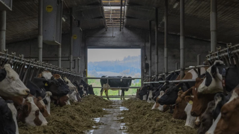 Baisse de la consommation d'antibiotiques en médecine vétérinaire