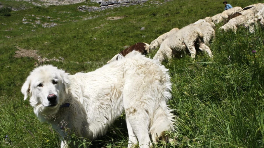Valais: vers une exonération d'impôt pour chiens de berger