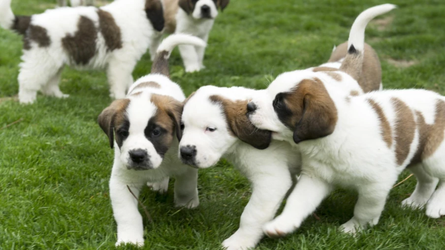 Valais: projet de loi sur les chiens et taxe cantonale de 25 fr.