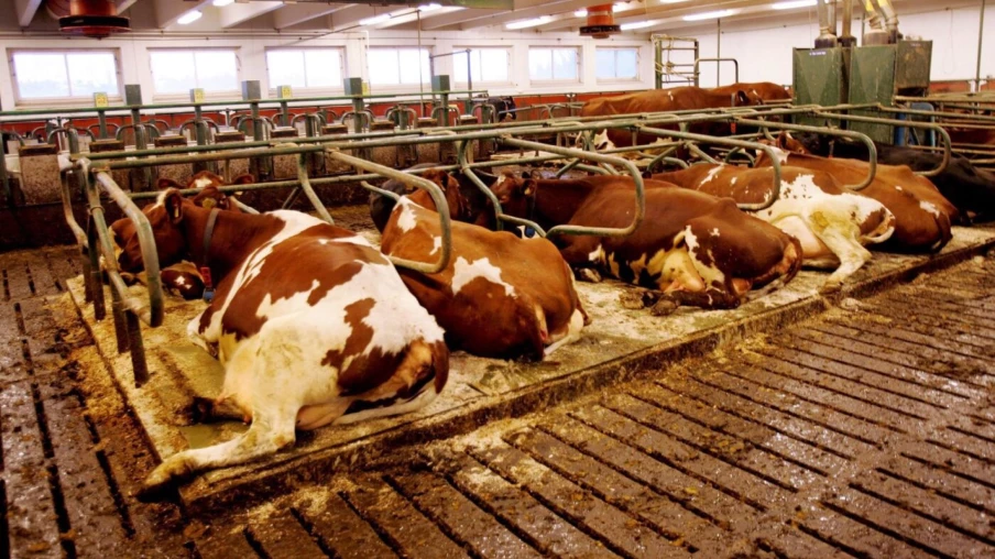 Une centrale laitière norvégienne suspend l'usage de Bovaer