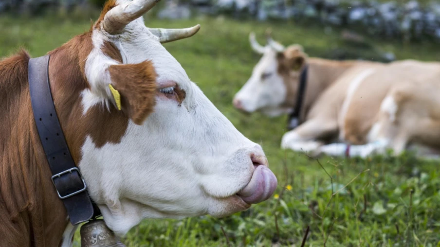 Centrale de biogaz à La Chaux-de-Fonds: permis accordé, chantier 2026