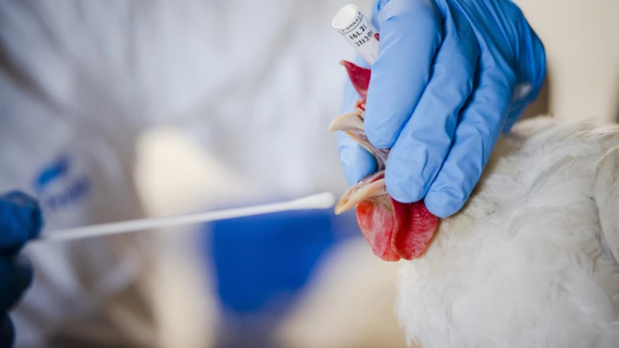 Grippe aviaire: la Suisse étend les mesures pour protéger les volailles