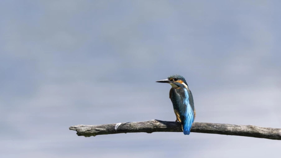 Le martin-pêcheur, espèce menacée, élu oiseau de l'année 2026