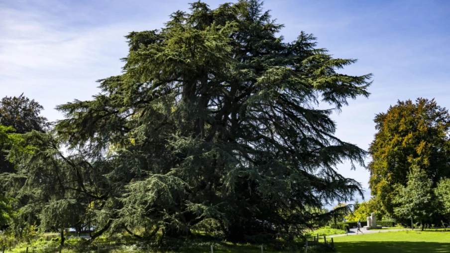 Lausanne : contrôles complémentaires sur 108 cèdres jugés rassurants