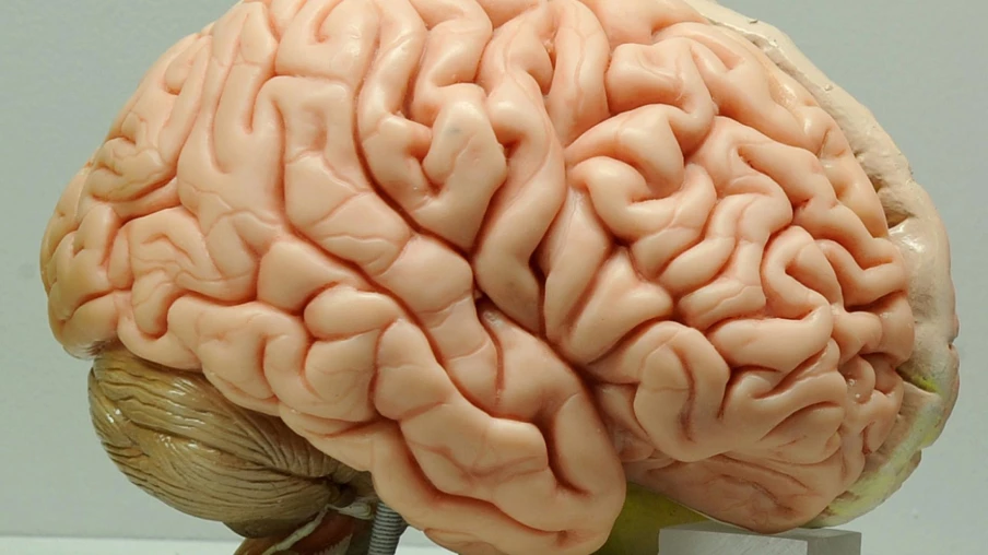 Cartographie 3D du tissu cérébral par rayons X à haute résolution