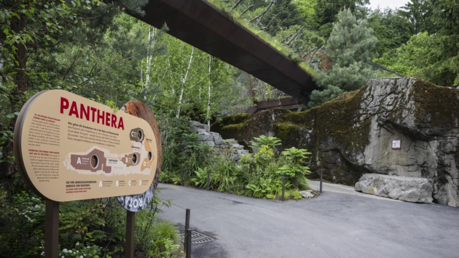 Jadoo, jeune lion asiatique, arrive au zoo de Zurich