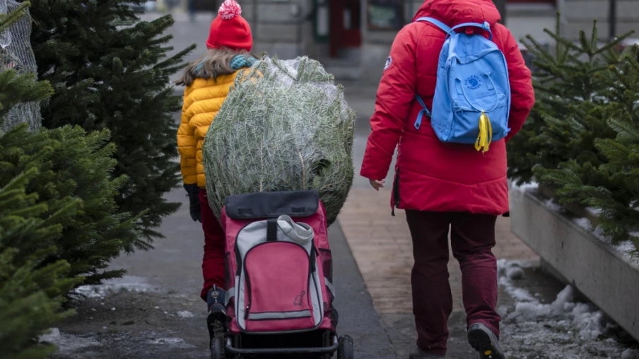 1,7 million de sapins de Noël vendus en Suisse, surtout des Nordmann