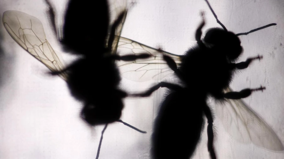 Dénombrer les insectes volants avec les radars météorologiques