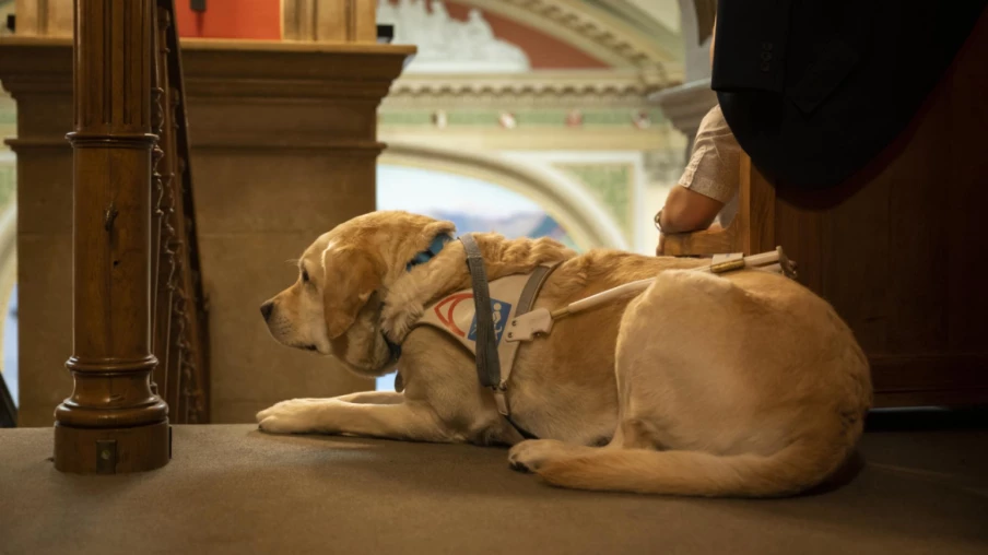 Encadrer la certification des formateurs de chiens d'assistance