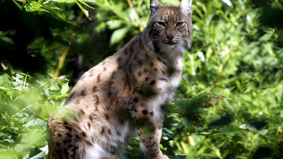 Rapport WWF : lynx et flamants roses se rétablissent en France