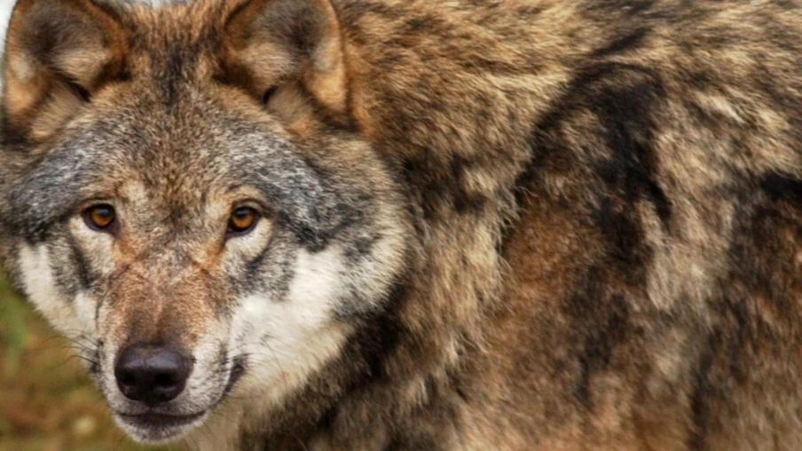 Valais: 16 loups abattus en moins de deux mois et demi