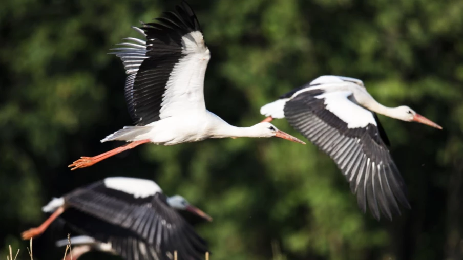 Environ 400 cigognes mortes près de Madrid, grippe aviaire suspectée