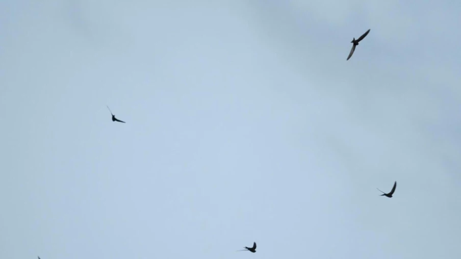 366 sites lausannois abritent martinets, hirondelles et chauves-souris