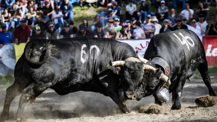 Combats de reines 2026 : la finale nationale à Aproz (Haut-Valais)