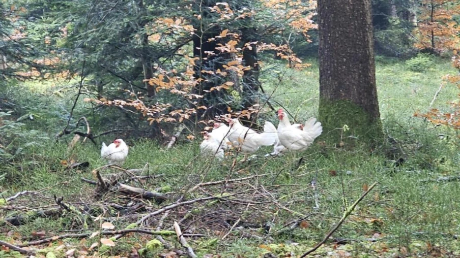 Schüpfen (BE) : poules retrouvées dans une forêt, mystère et enquête