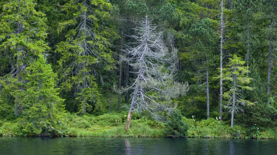 Bâle-Ville verse 165'000 pour revitaliser la tourbière de La Gruère