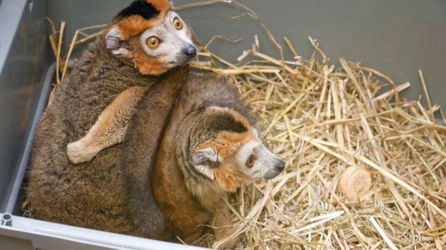 Deux lémurs couronnés arrivent au zoo de Servion, uniques en Suisse