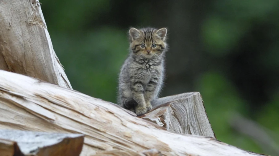 Chatons sylvestres recueillis par erreur et relâchés à Genève