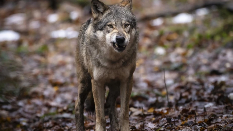 Un tribunal suédois suspend l'abattage de 48 loups prévu en 2026