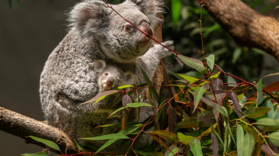 Naissance d'un joey au zoo de Zurich, deuxième depuis 2018