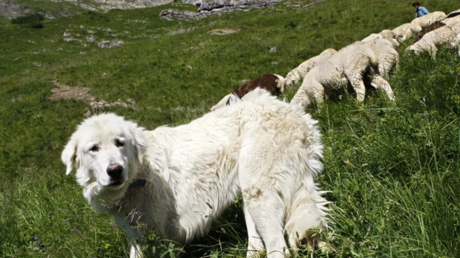 Budget 2026 Valais: financement reconduit pour chiens de protection