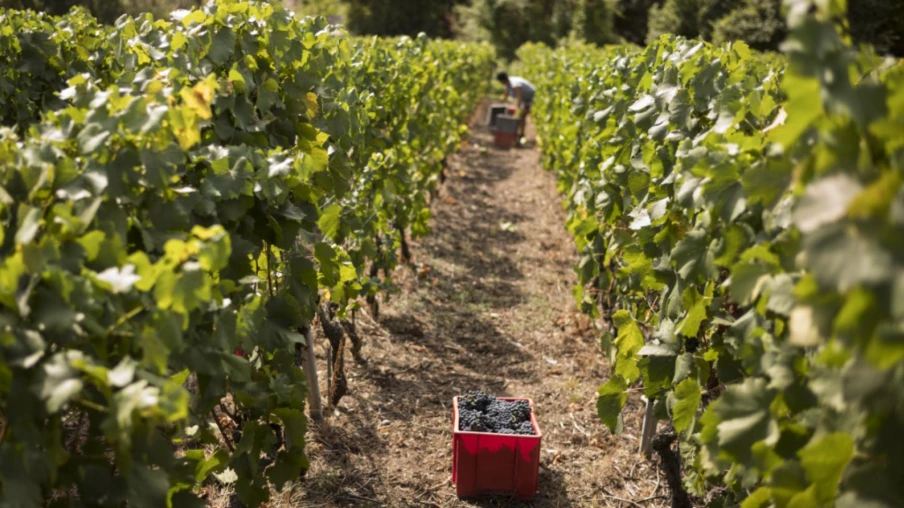 Vitiviculture valaisanne : soutien d'urgence et crédit de 10,6 M