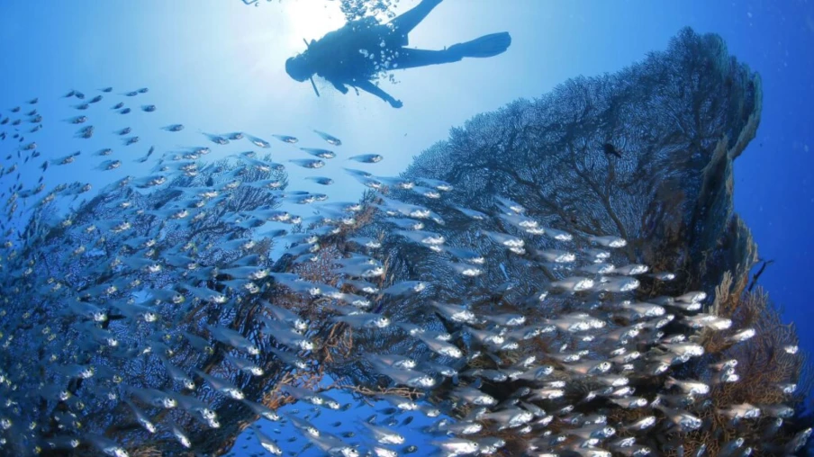 Caraïbes : couverture corallienne réduite de 48 % depuis 1980